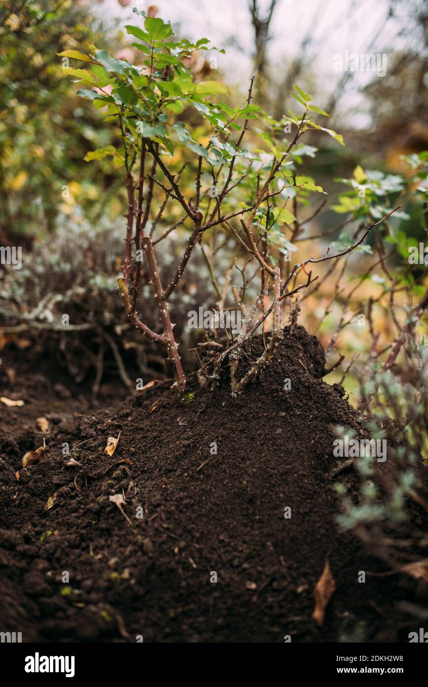 Gestapelter Rosenbusch, Herbst, Gartenarbeit Stockfoto