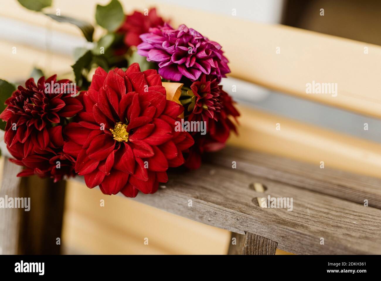 Dahlia Bouquet, Holzleiter, Gartenbank Stockfoto