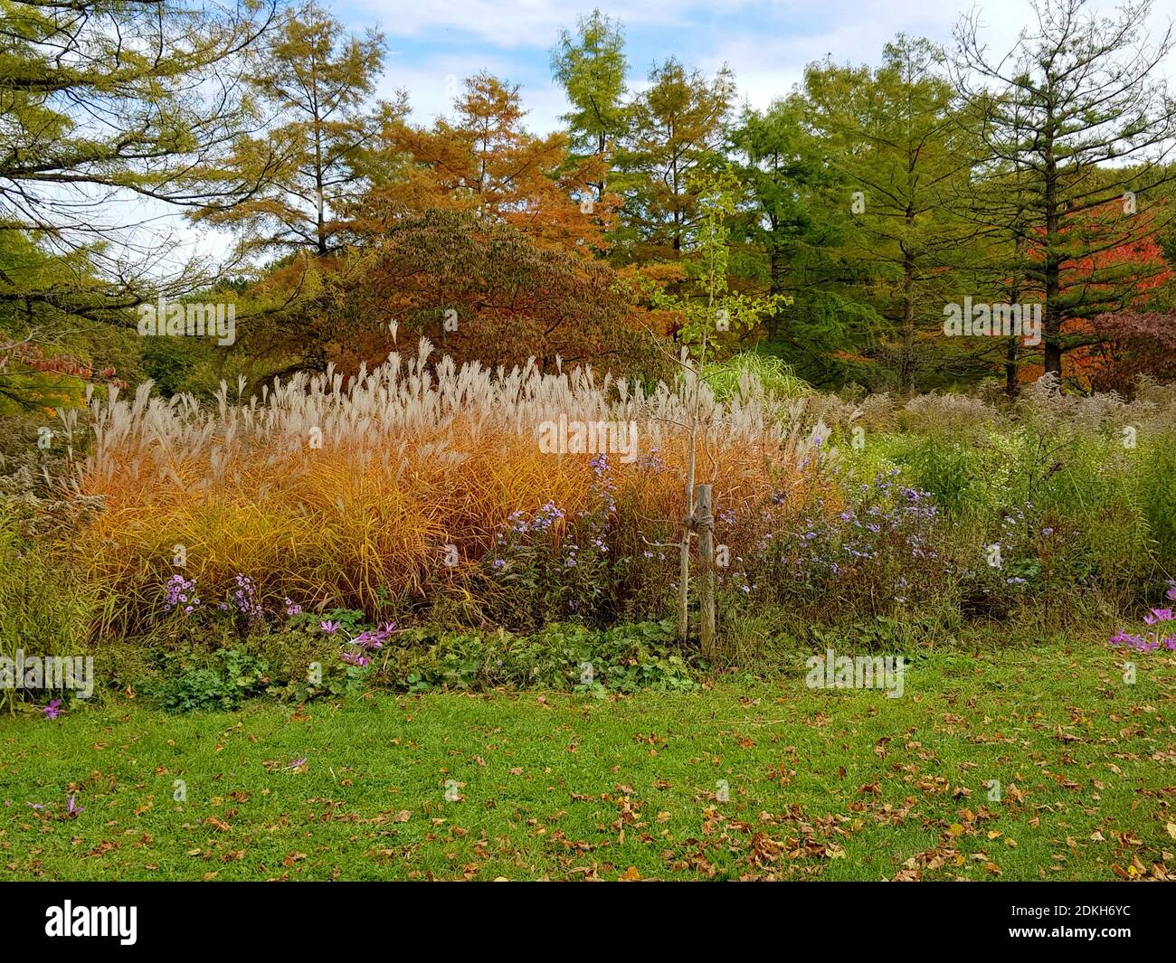 West Park, Herbst, hohes Gras, Bäume Stockfoto