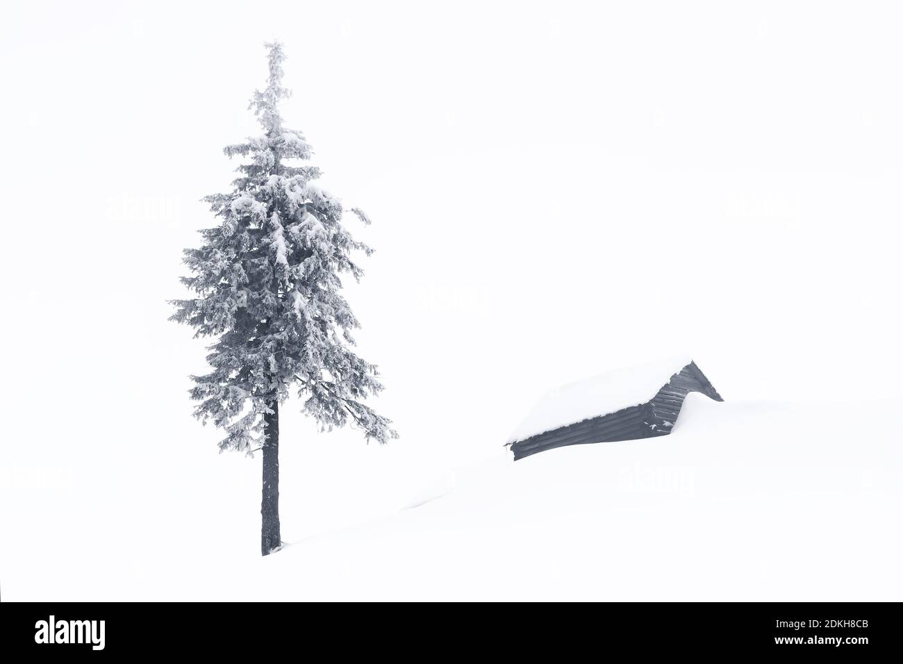 Minimalistische Winterlandschaft. Alte Holzhütte auf der Wiese mit Schnee bedeckt. Kiefer in den Schneeverwehungen. Schneebedeckter Hintergrund. Lage Platzieren Sie den Carpath Stockfoto