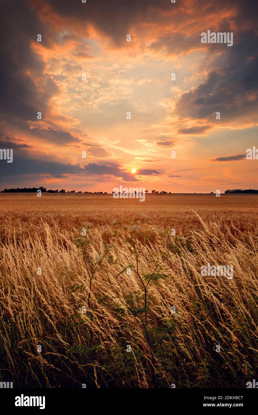 Sonnenuntergang Kornfeld Stockfotos Und Bilder Kaufen Alamy