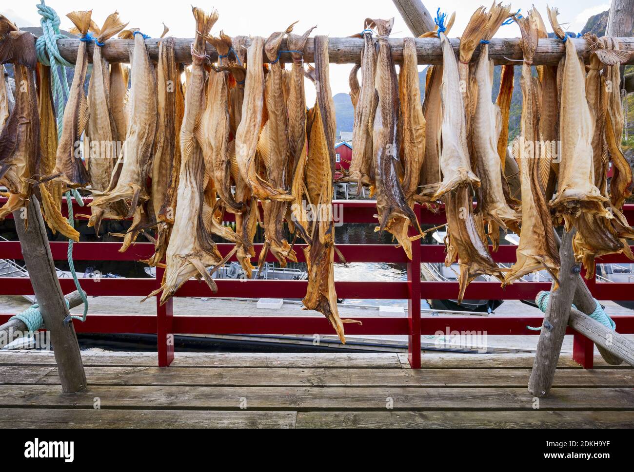 Trocknen Stockfisch Kabeljau in authentischen traditionellen Fischerdorf mit traditionellen roten Rorbu Häuser im Sommer in norwegischen Fjord. Lofoten-Inseln, Norwegen. Stockfoto