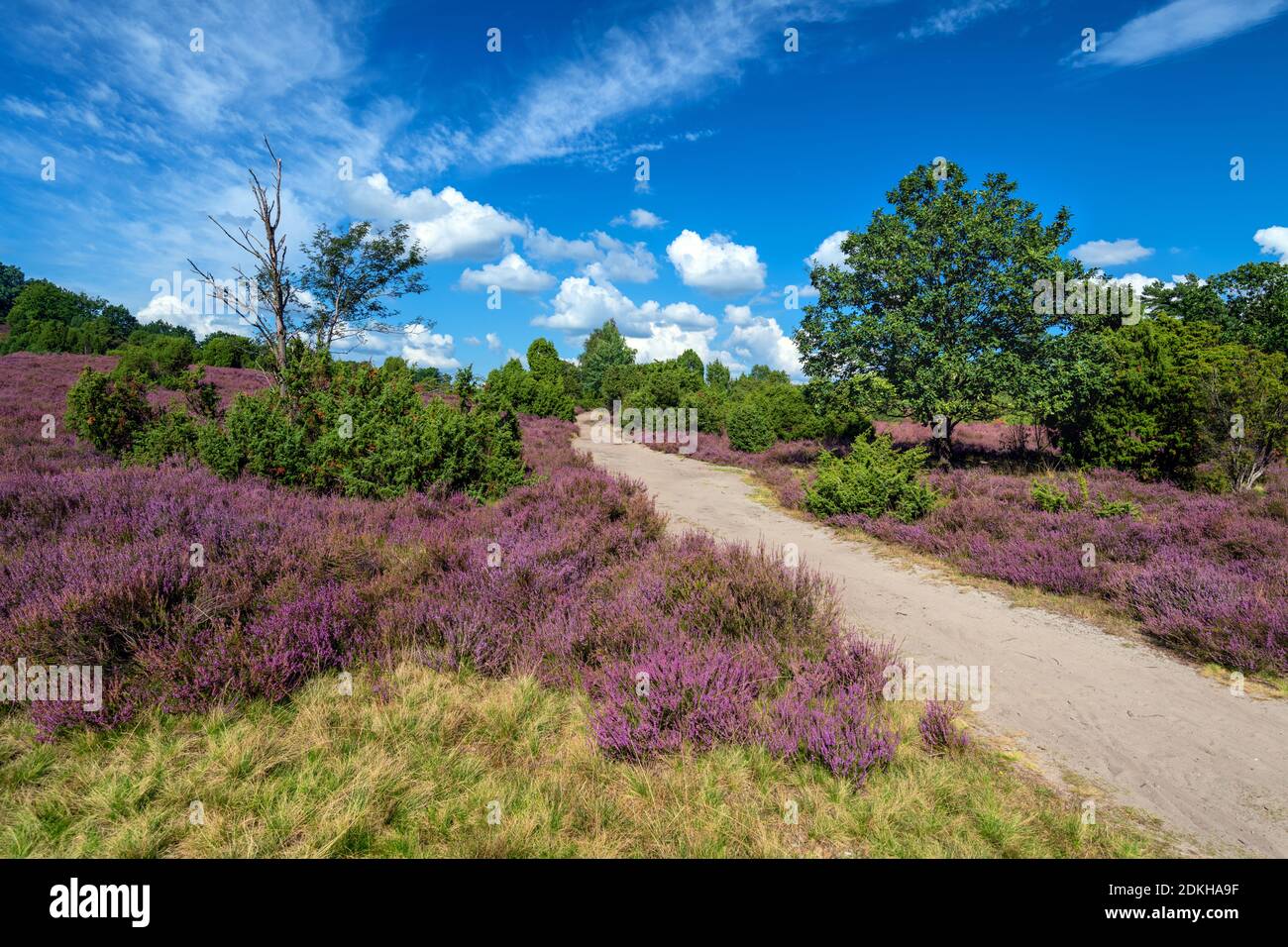 Heide Blüte, Heide, Ansicht, Totengrund, Lüneburger Heide, Niedersachsen, Deutschland, Europa Stockfoto