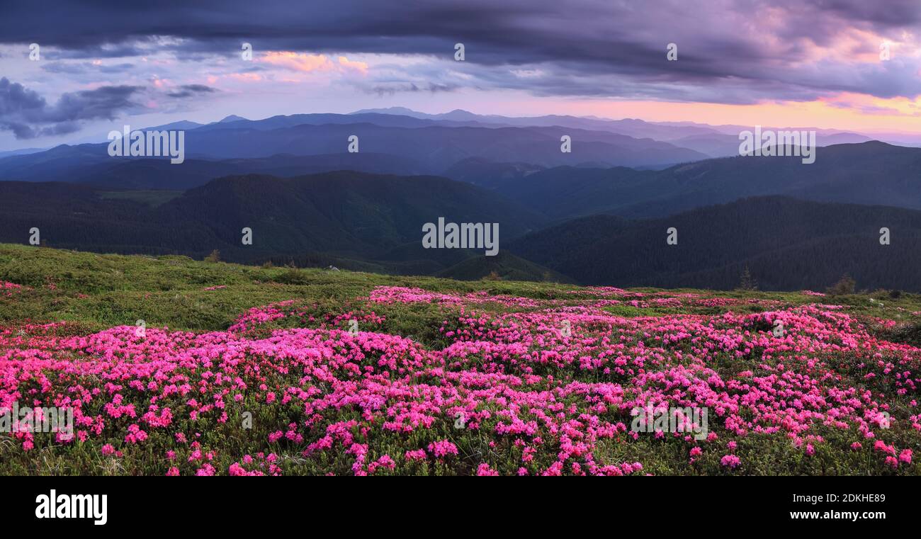 Panoramablick im Rasen sind von rosa Rhododendron Blumen, dramatischen Himmel und hohen Berg im Sommer bedeckt. Standort Karpaten, Ukraine, Europa. Stockfoto