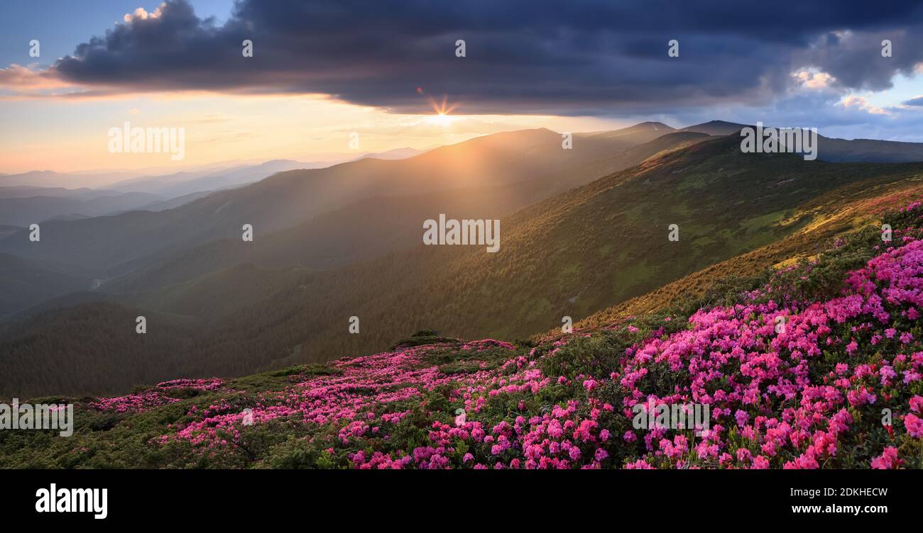 Frühlingslandschaft. Wunderschöner Sonnenuntergang und hoher Berg. Panoramablick im Rasen sind von rosa Rhododendronblüten bedeckt. Standort Karpaten, Ukraine, Eur Stockfoto