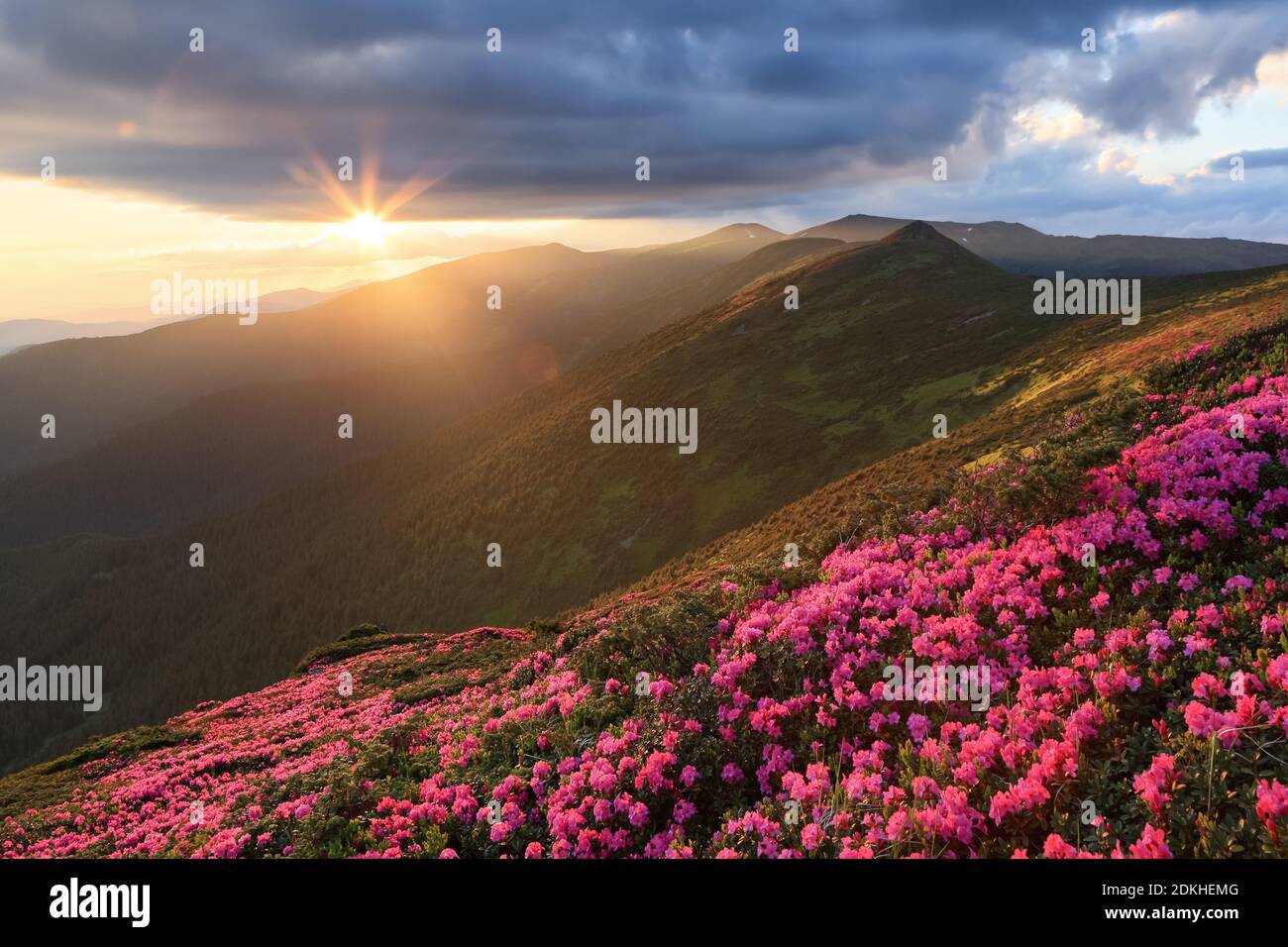 Landschaft des Sonnenuntergangs auf den hohen Bergen. Atemberaubende Frühlingslandschaft. Ein Rasen mit Blumen von rosa Rhododendron bedeckt. Dramatischer Himmel. Die Wiederbelebung von Stockfoto