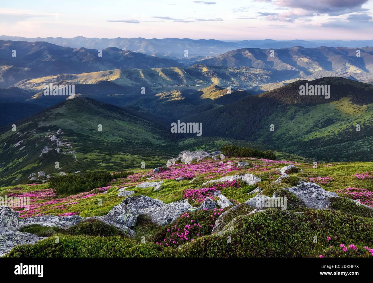Atemberaubende Berglandschaft im Frühling. Ein Rasen mit Blumen von rosa Rhododendron bedeckt. Natürliche Landschaft mit schönen Himmel. Die Wiederbelebung des Planeten. Stockfoto