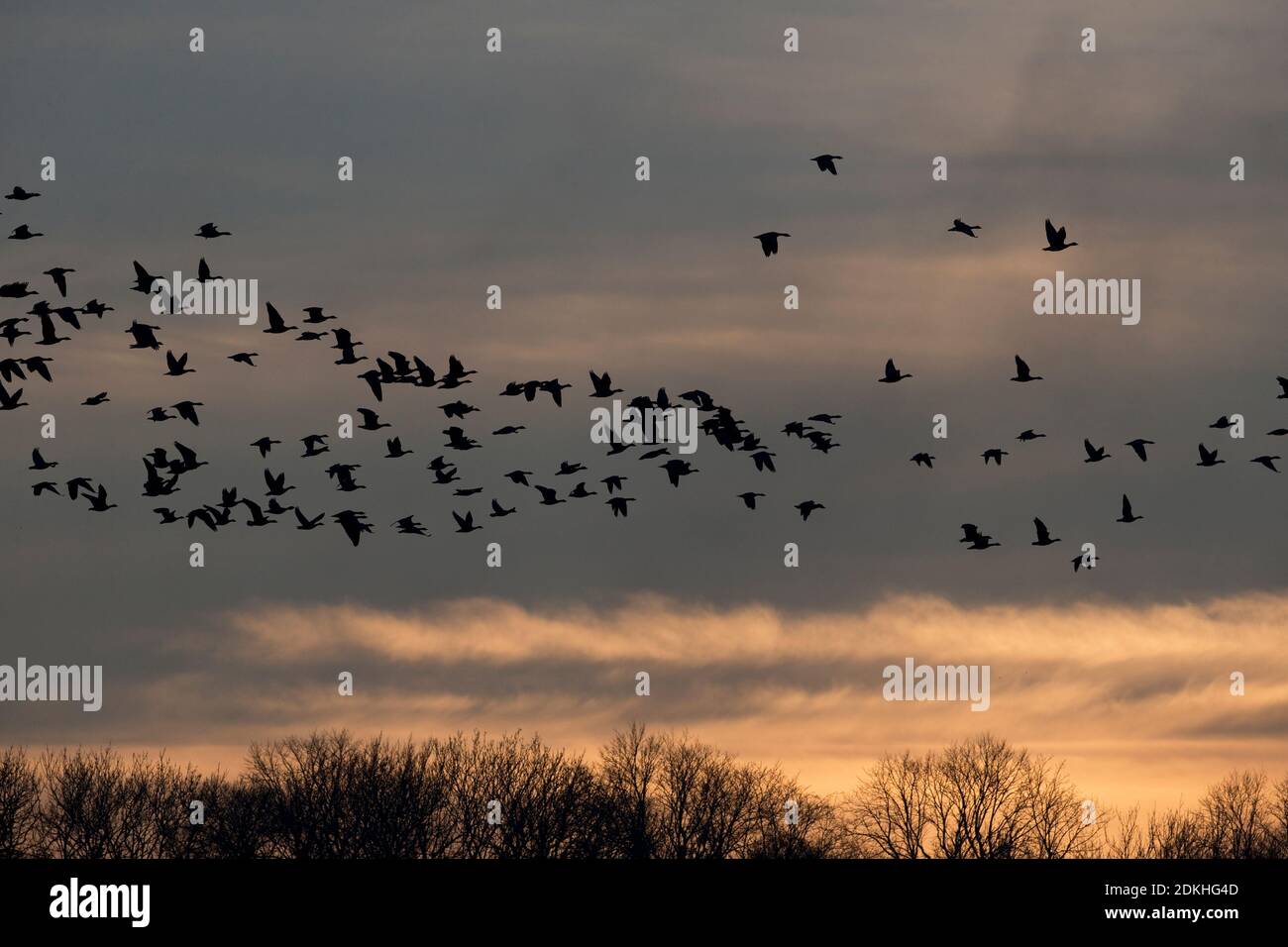 Rosafarbene Gans (Anser barchyrhynchus) Norfolk GB UK Dezember 2020 Stockfoto