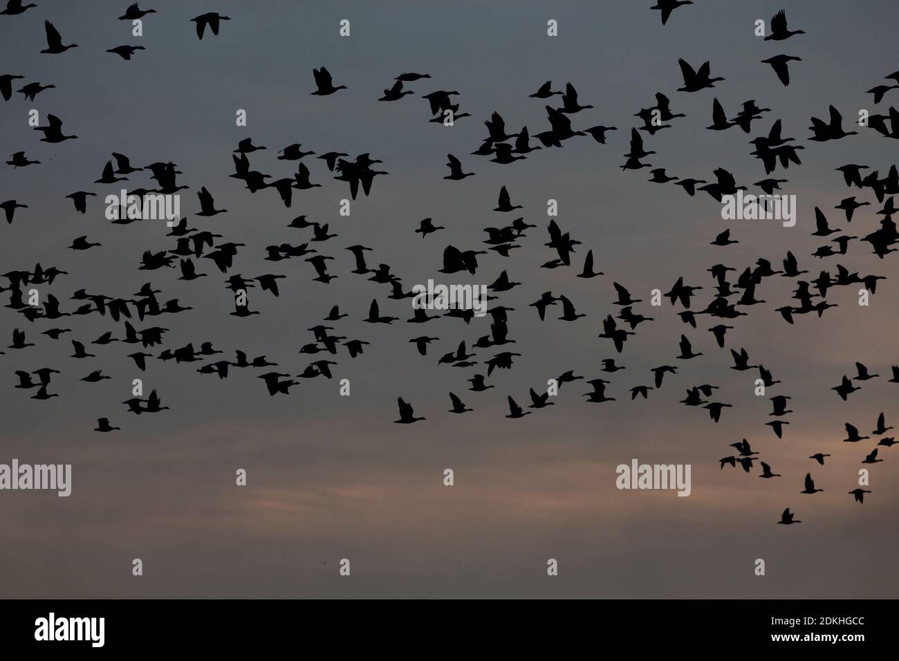 Rosafarbene Gans (Anser barchyrhynchus) Norfolk GB UK Dezember 2020 Stockfoto