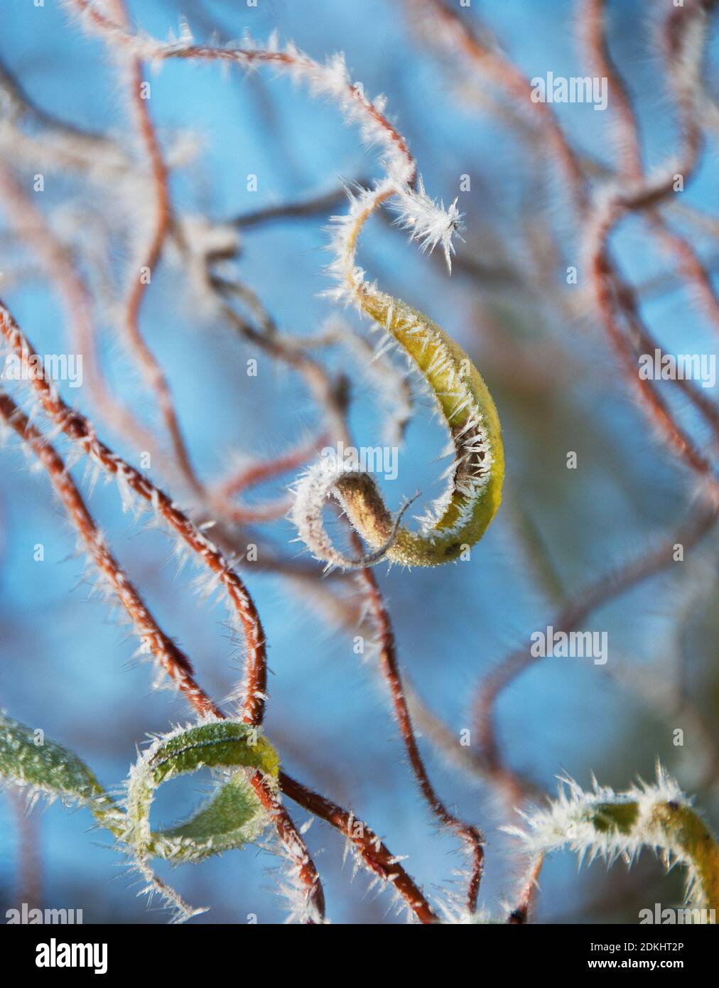 Mattierte Lockenweide Stockfoto