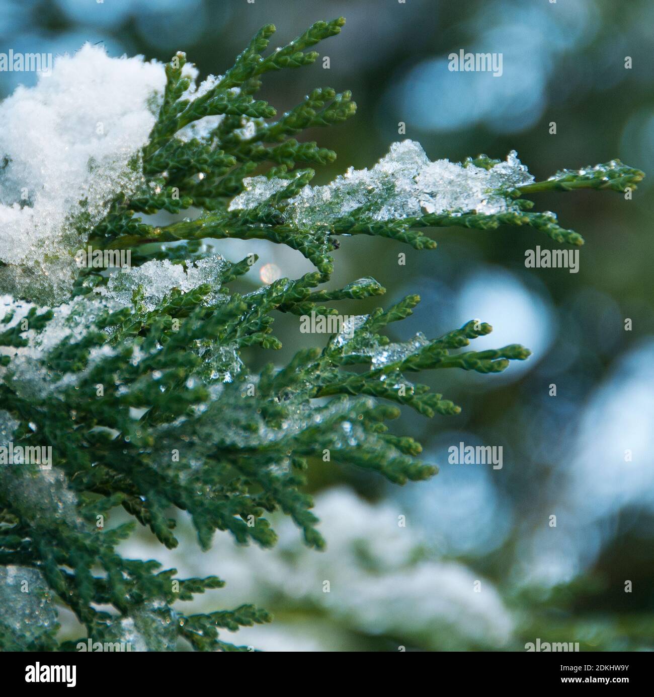Cupressus sempervirens im Schnee Stockfoto