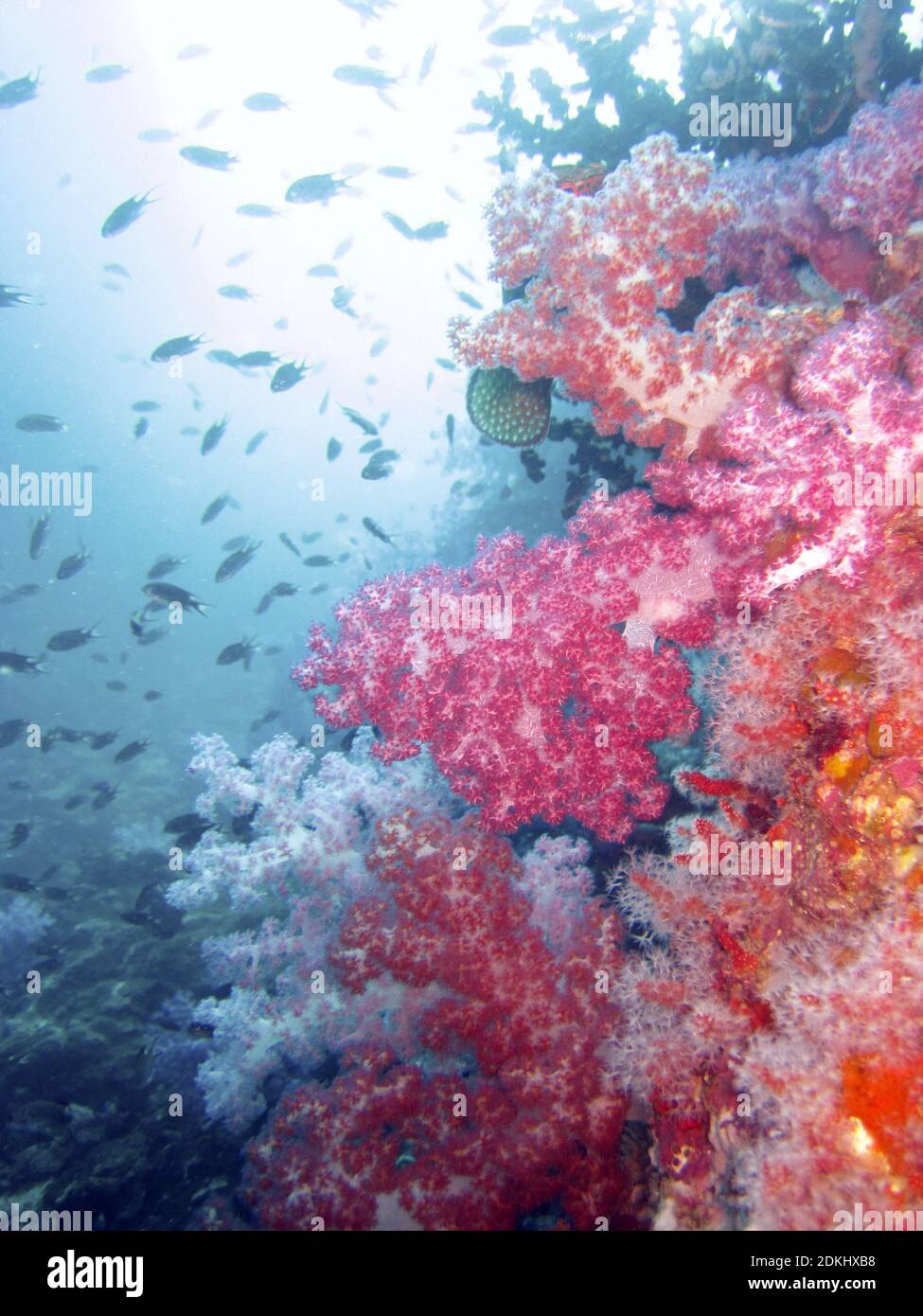 Farbenfrohe Korallen Stockfoto