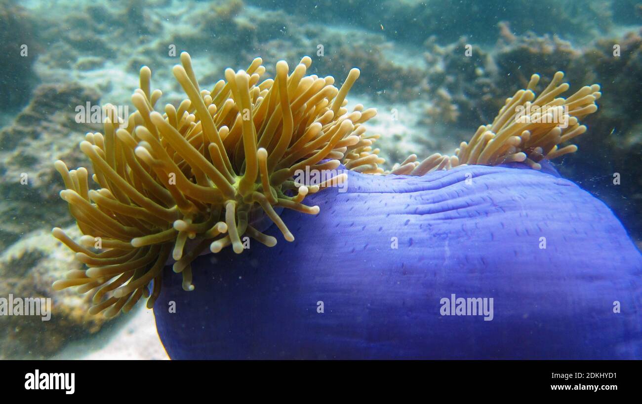 Blaue Koralle Stockfoto