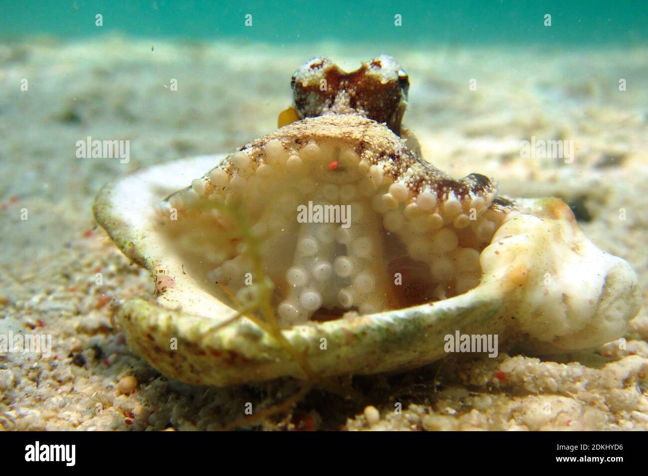 Kleiner Oktopus Stockfoto