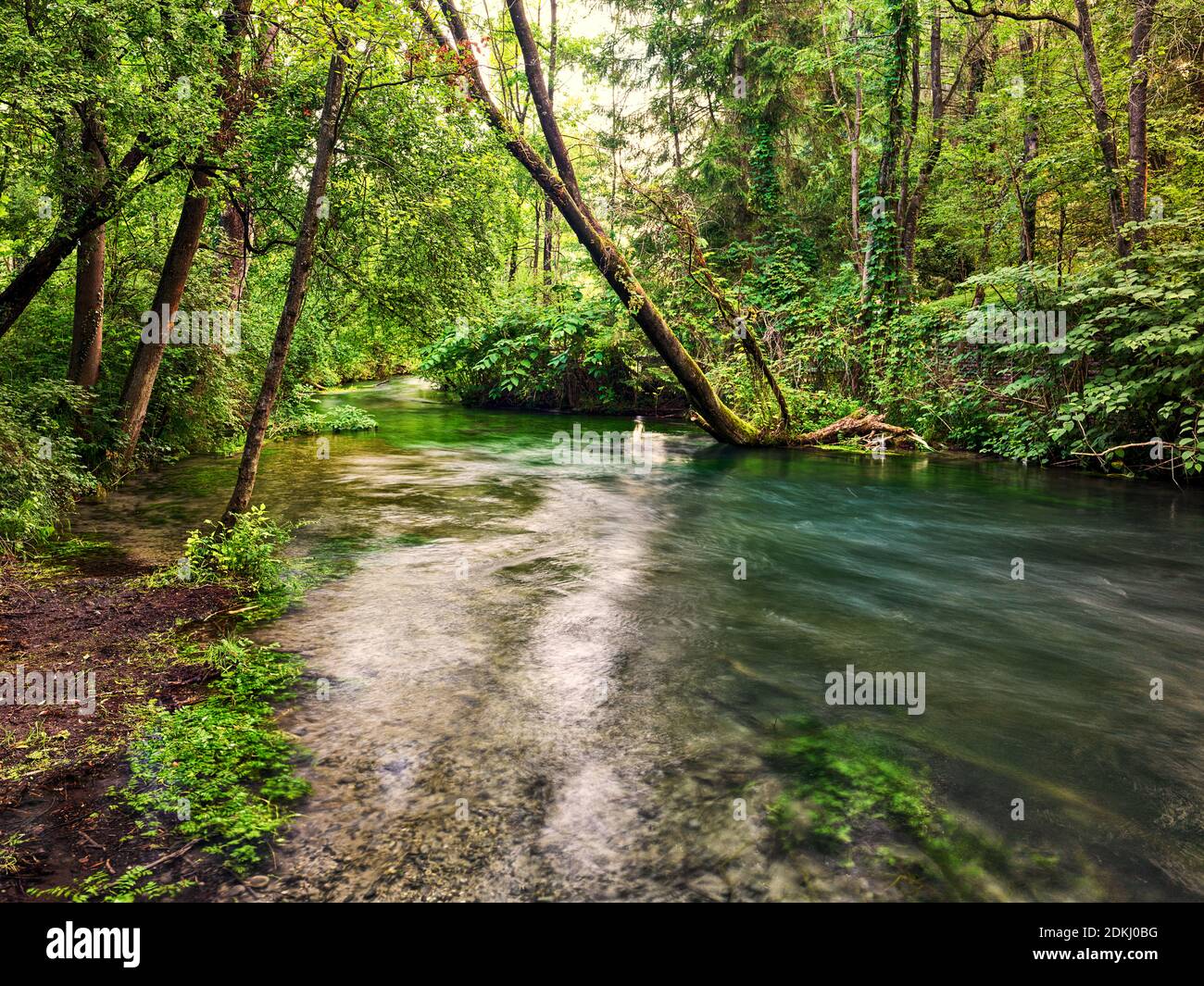 Aue, Aue, Auenwald, Wald, Fluss, fließendes Wasser, Ache, Flussufer, Ufer, Dickicht, undurchdringlich Stockfoto