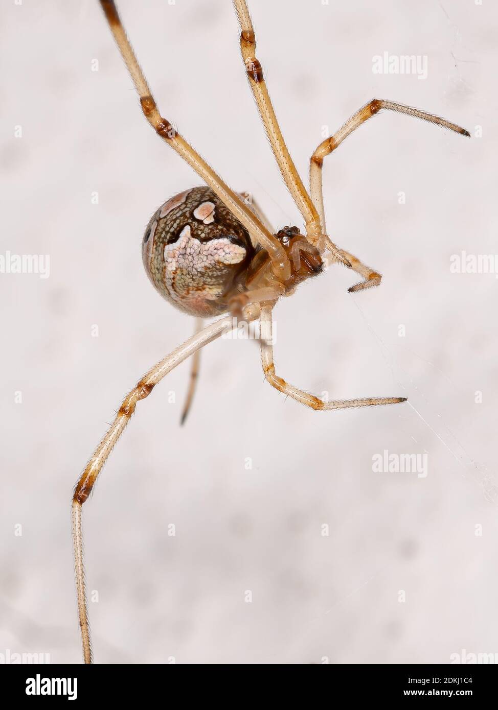 Braune Witwe der Art Latrodectus geometricus Stockfoto