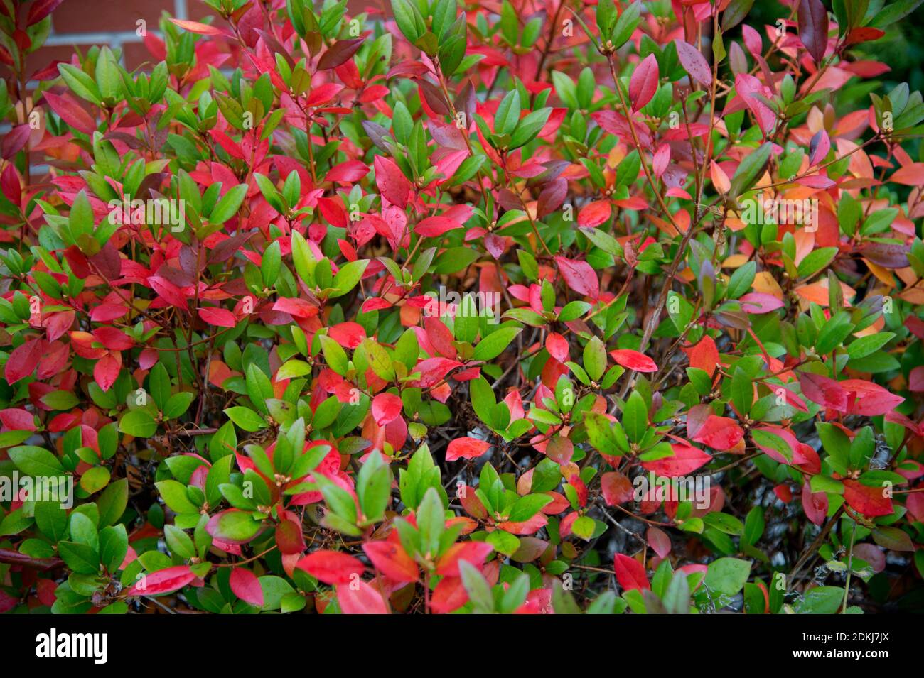 Brillante Herbstfarben auf Weidenbusch, Maine, USA Stockfoto