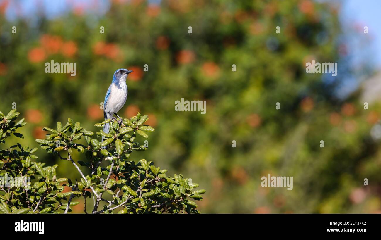 Bluebird auf Baum Stockfoto