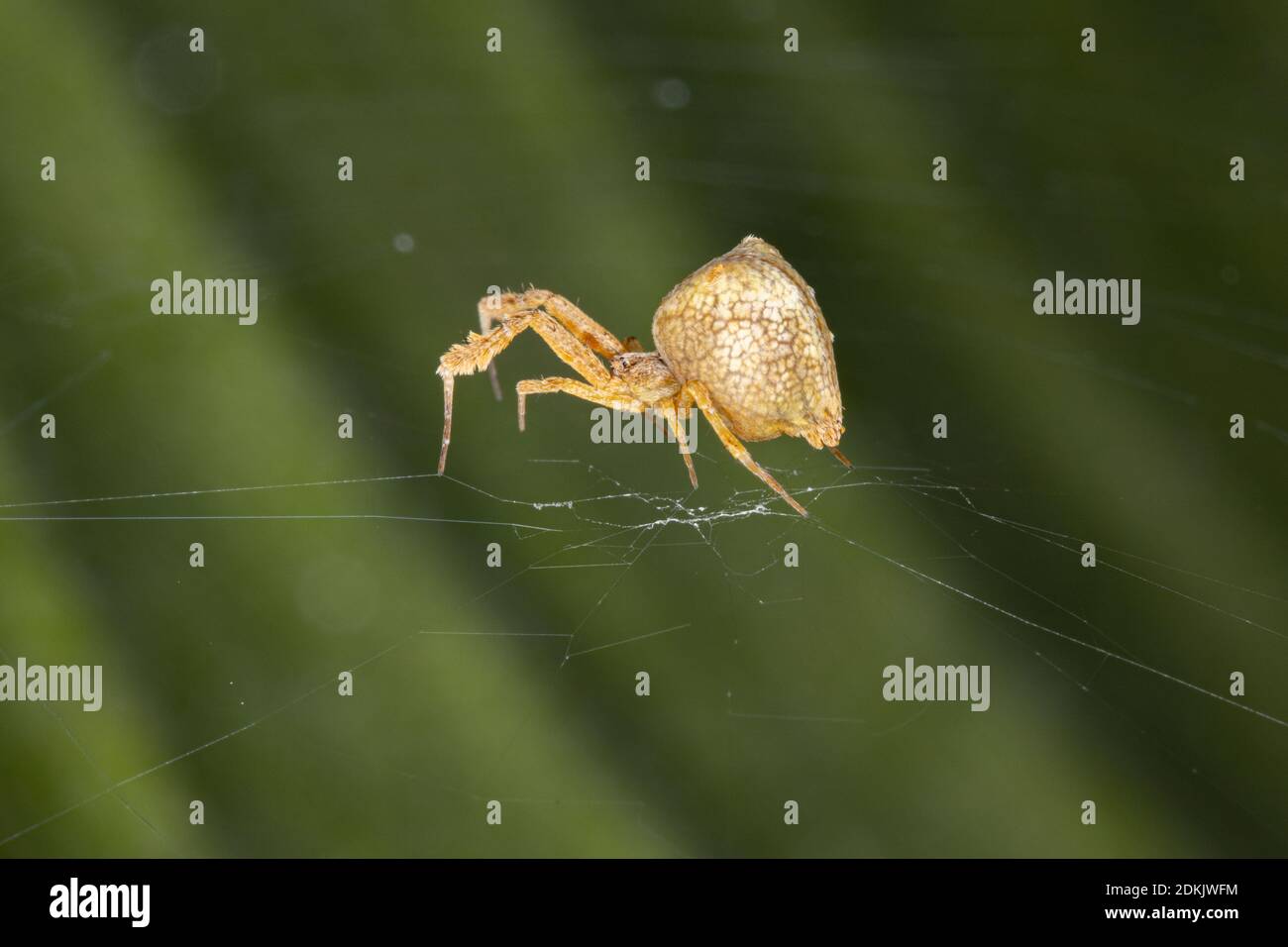 Geklammerte Orbweaver der Familie Uloboridae Stockfoto