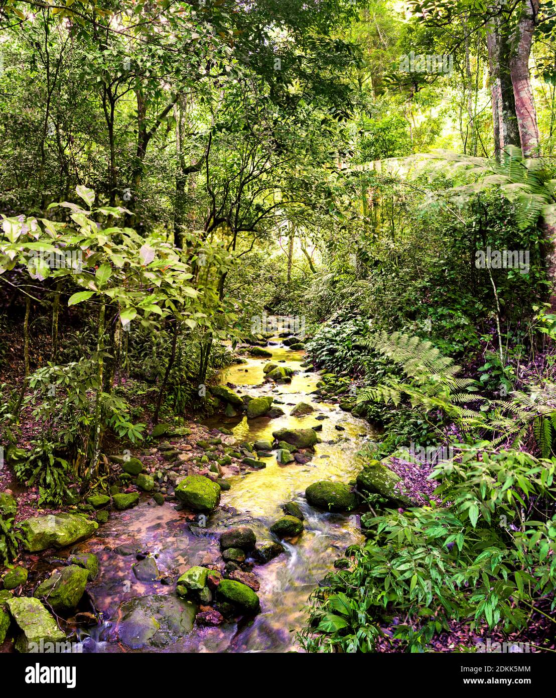 Ein malerischer Bach im Tijuca Nationalpark. Der Regenwald wurde in einer Anstrengung, die auf das 19. Jahrhundert zurückgeht, völlig neu bewaldet. Stockfoto