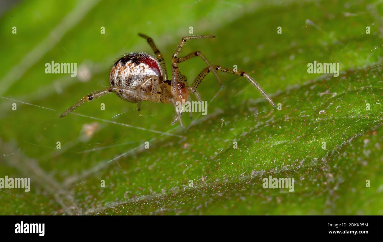 Brasilianische Spinnweben der Familie Theridiidae Stockfoto