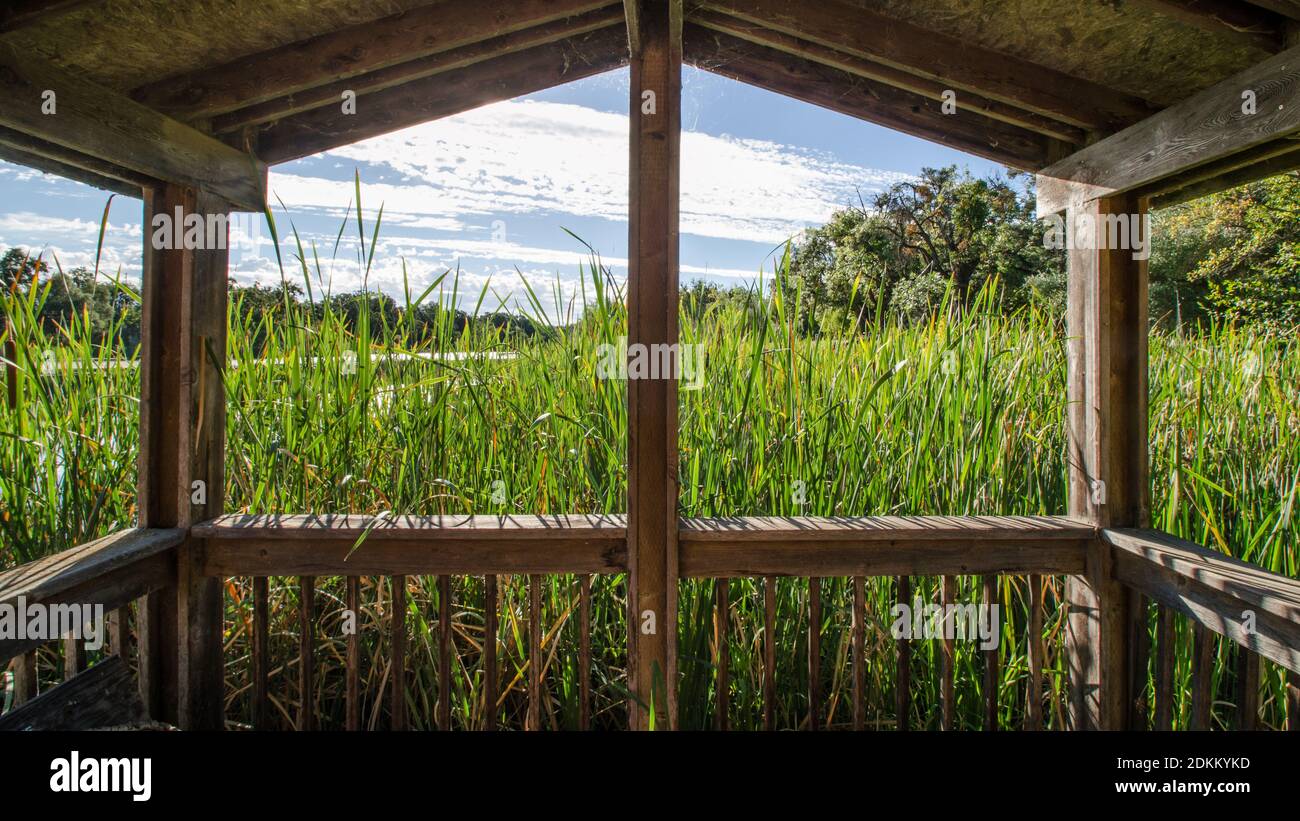 Holzterrasse und Pavillon über von Rohrschienenreben gezüchtet Stockfoto