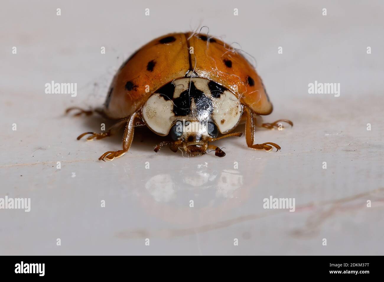 Asian Lady Beetle der Art Harmonia axyridis Stockfoto