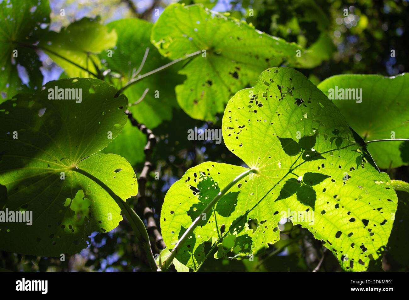 Blätter und Sonnenlicht aus Monteverde, Costa Rica. Stockfoto