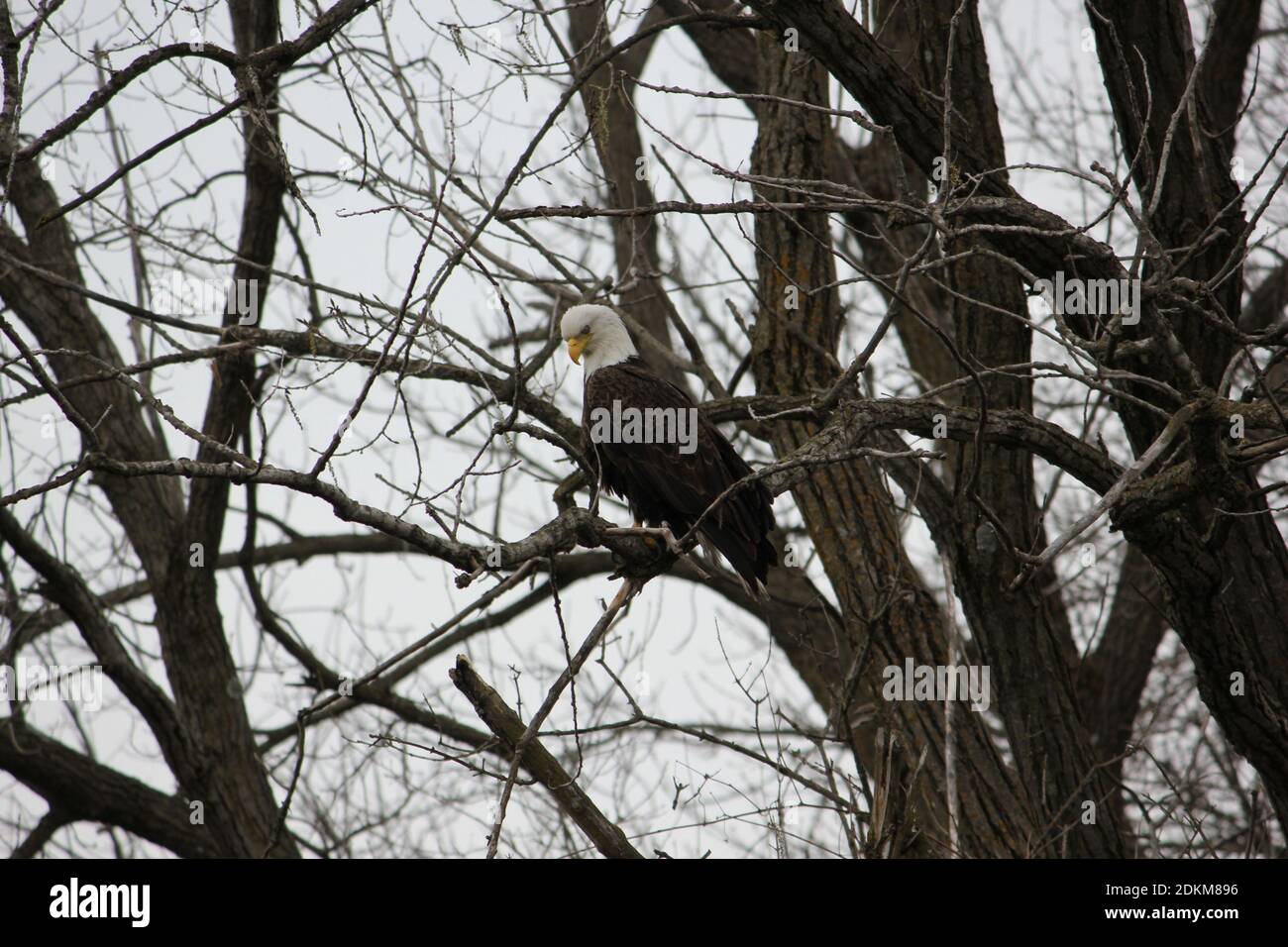 Ein Weißkopfseeadler in einem Baum. Stockfoto