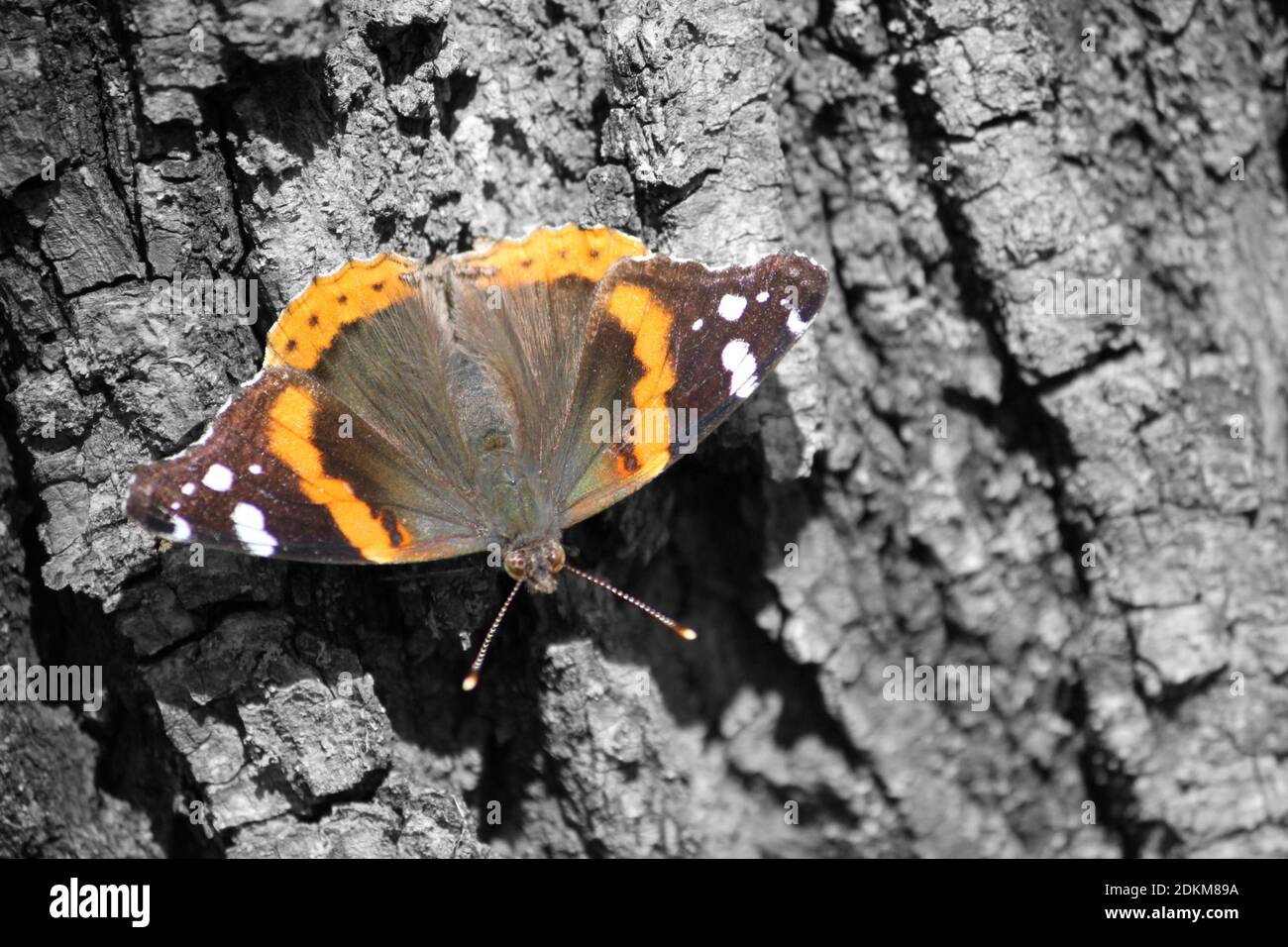 Schmetterling auf Baumrinde. Stockfoto