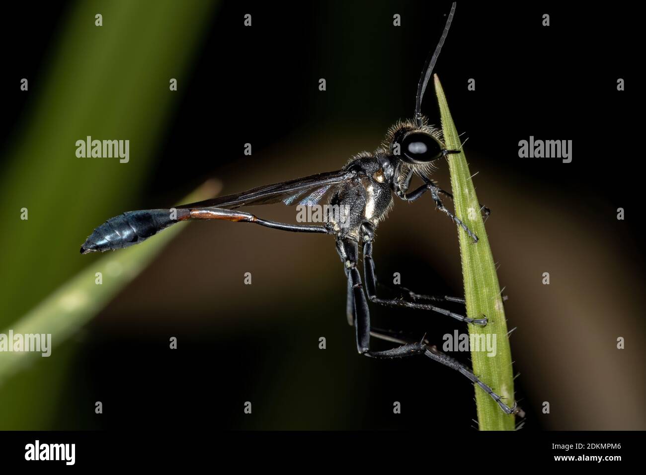 Fadenwasche der Gattung Ammophila Stockfoto