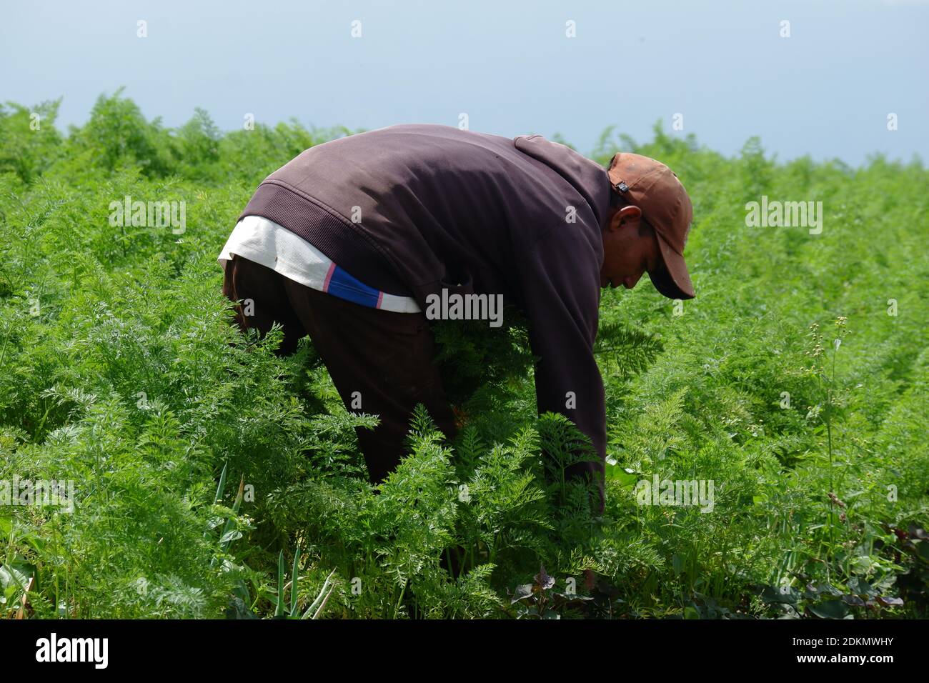 Bauern ernten Karotten auf den fruchtbaren Feldern Stockfoto