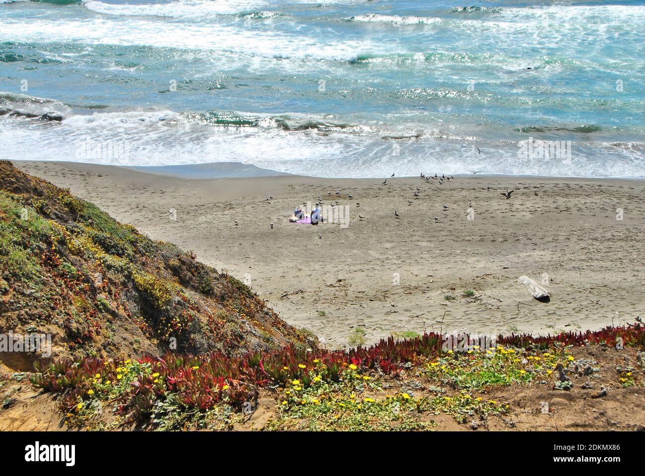 Mit Wildblumen bedeckte Klippen führen hinunter zu einem Sandstrand am Pazifischen Ozean in Nordkalifornien, USA. Stockfoto