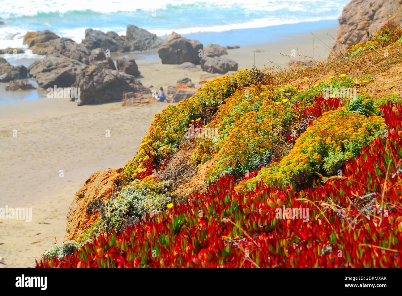 Wilde Blumen bedecken den Hang, der zu einem Strand mit großen Felsen und Sand führt, am Pazifischen Ozean in Nordkalifornien, USA. Stockfoto