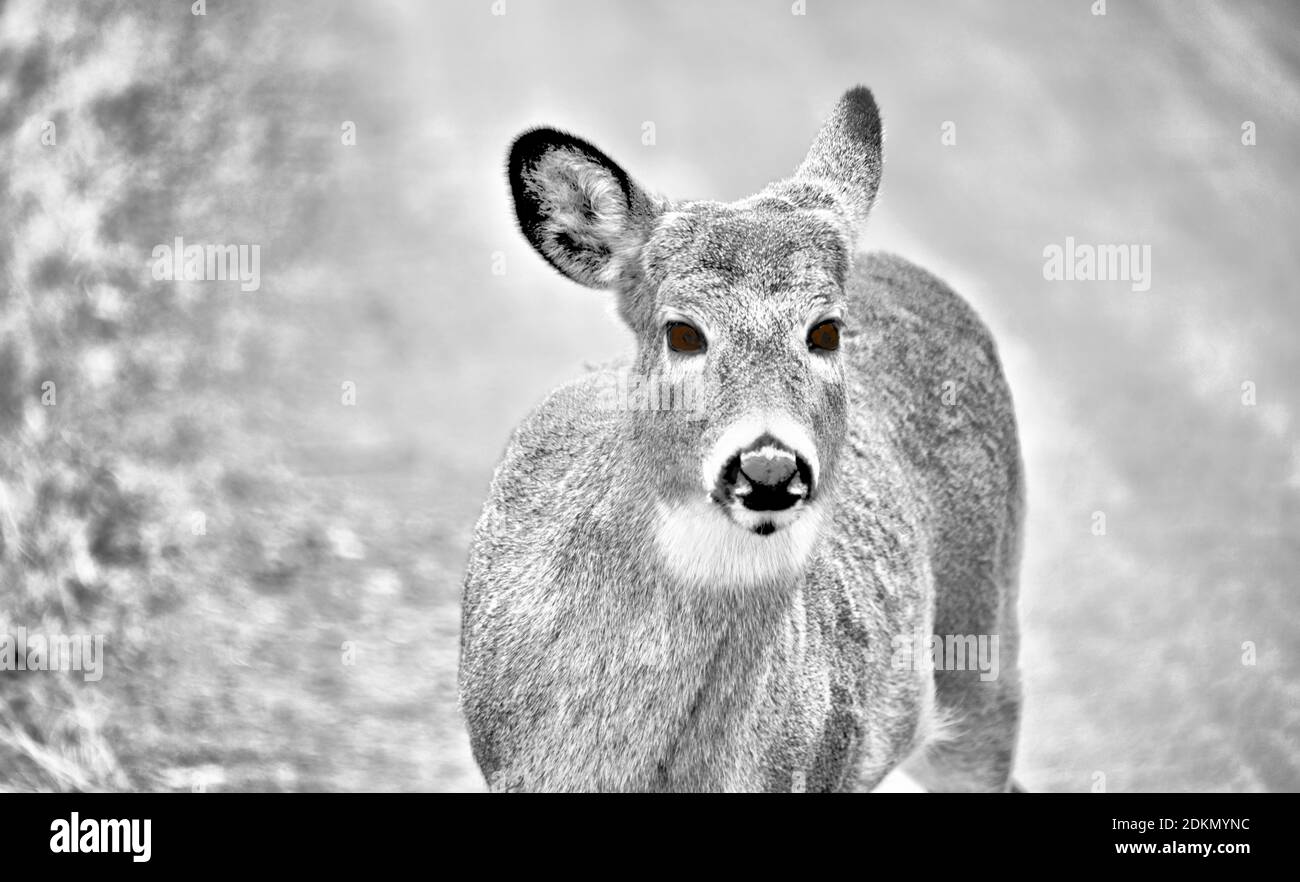 Ein Schwarz-Weiß-Foto eines jungen Hirsches bei Mission Marsh, Thunder Bay, Ontario, Kanada. Stockfoto