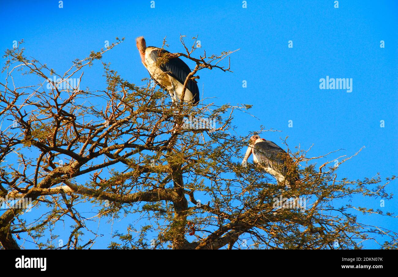 Zwei Marabou-Störche in ihrem Wurzelbaum in Awasa, Äthiopien, Afrika an einem sonnigen Tag. Stockfoto