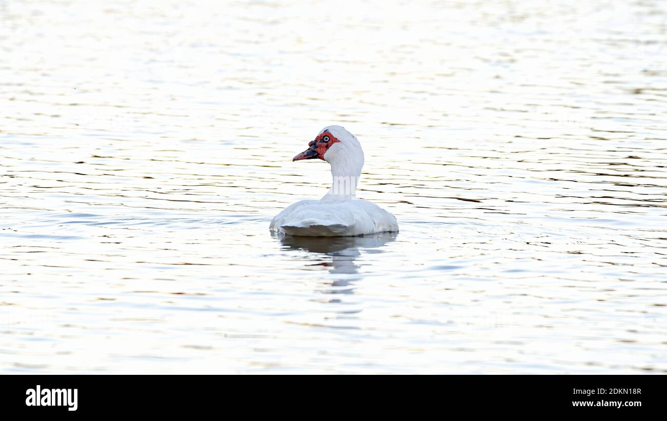 Einheimische Moskauer Ente der Art Cairina moschata var. domestica Stockfoto