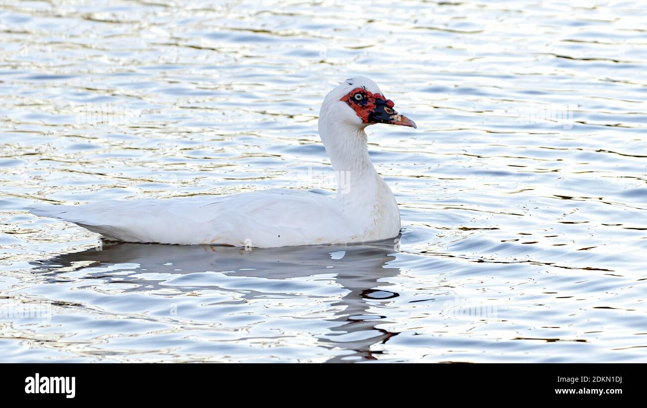 Einheimische Moskauer Ente der Art Cairina moschata var. domestica Stockfoto