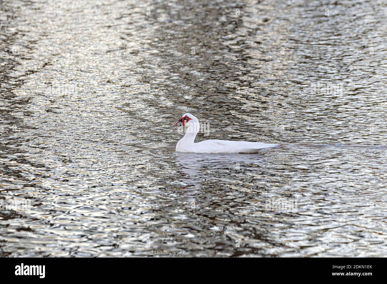 Einheimische Moskauer Ente der Art Cairina moschata var. domestica Stockfoto