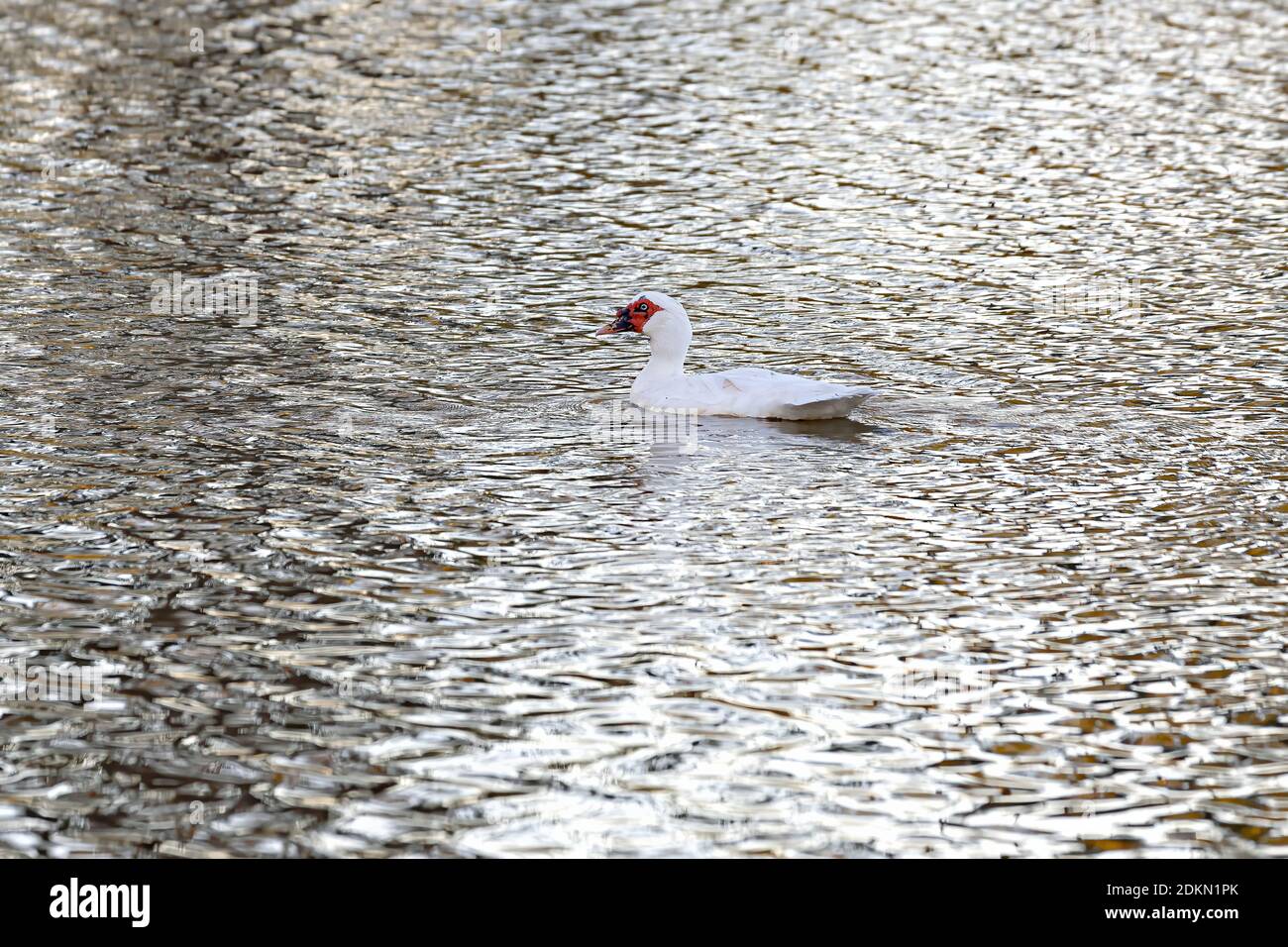 Einheimische Moskauer Ente der Art Cairina moschata var. domestica Stockfoto