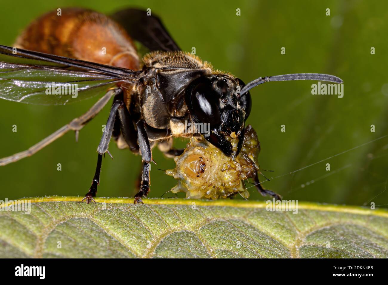 Lang-taillierte Honigwasp der Gattung Polybia preying auf einem raupe der Familie Lycaenidae Stockfoto