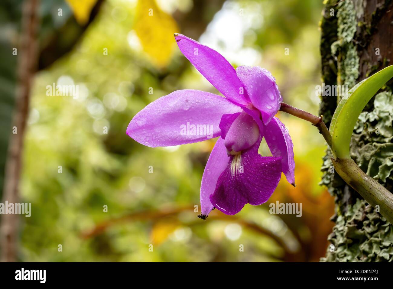 Rosa Orchideenblume der Gattung Cattleya Stockfoto