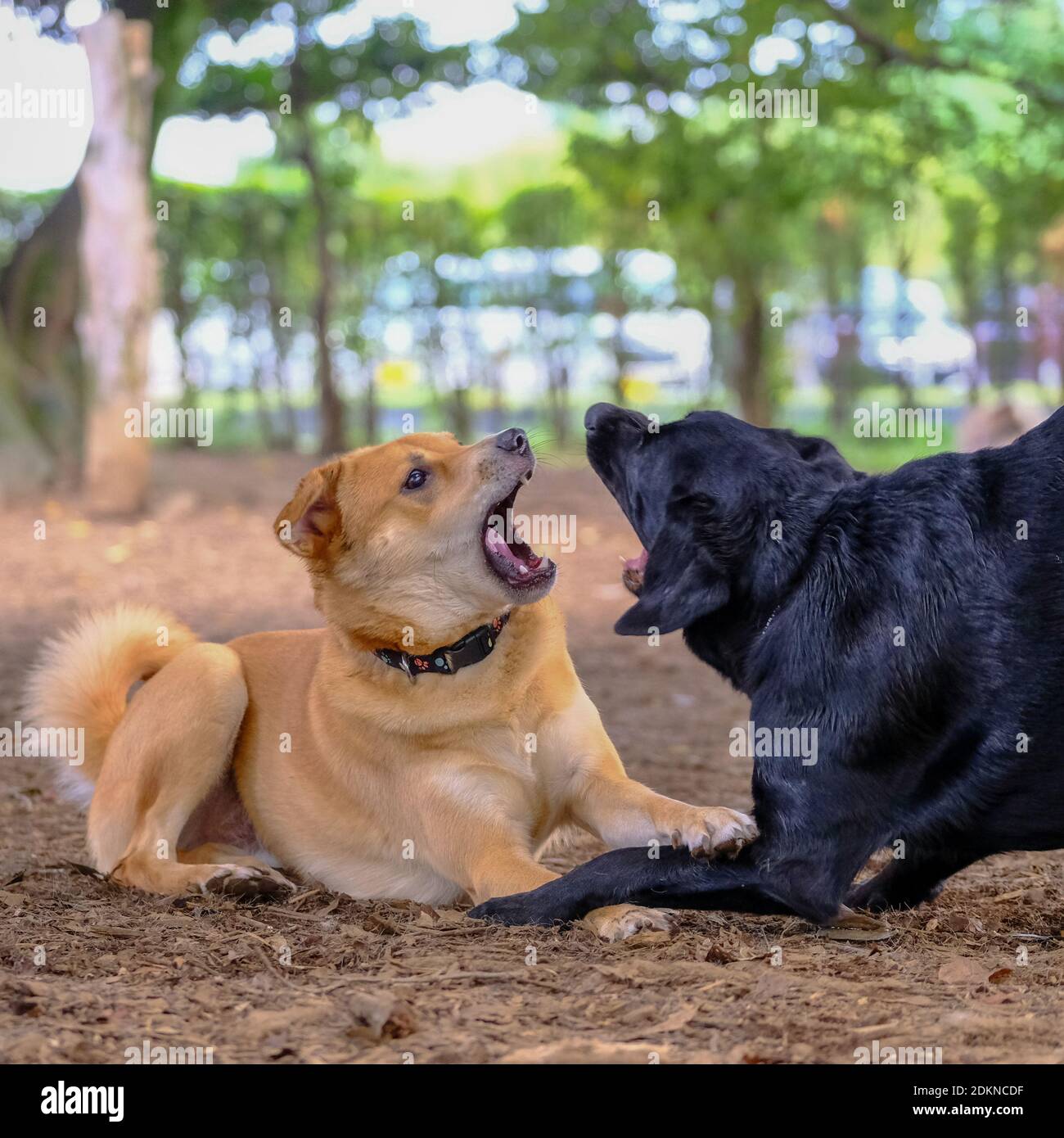 Hunde Kämpfen Am Boden Stockfotografie - Alamy