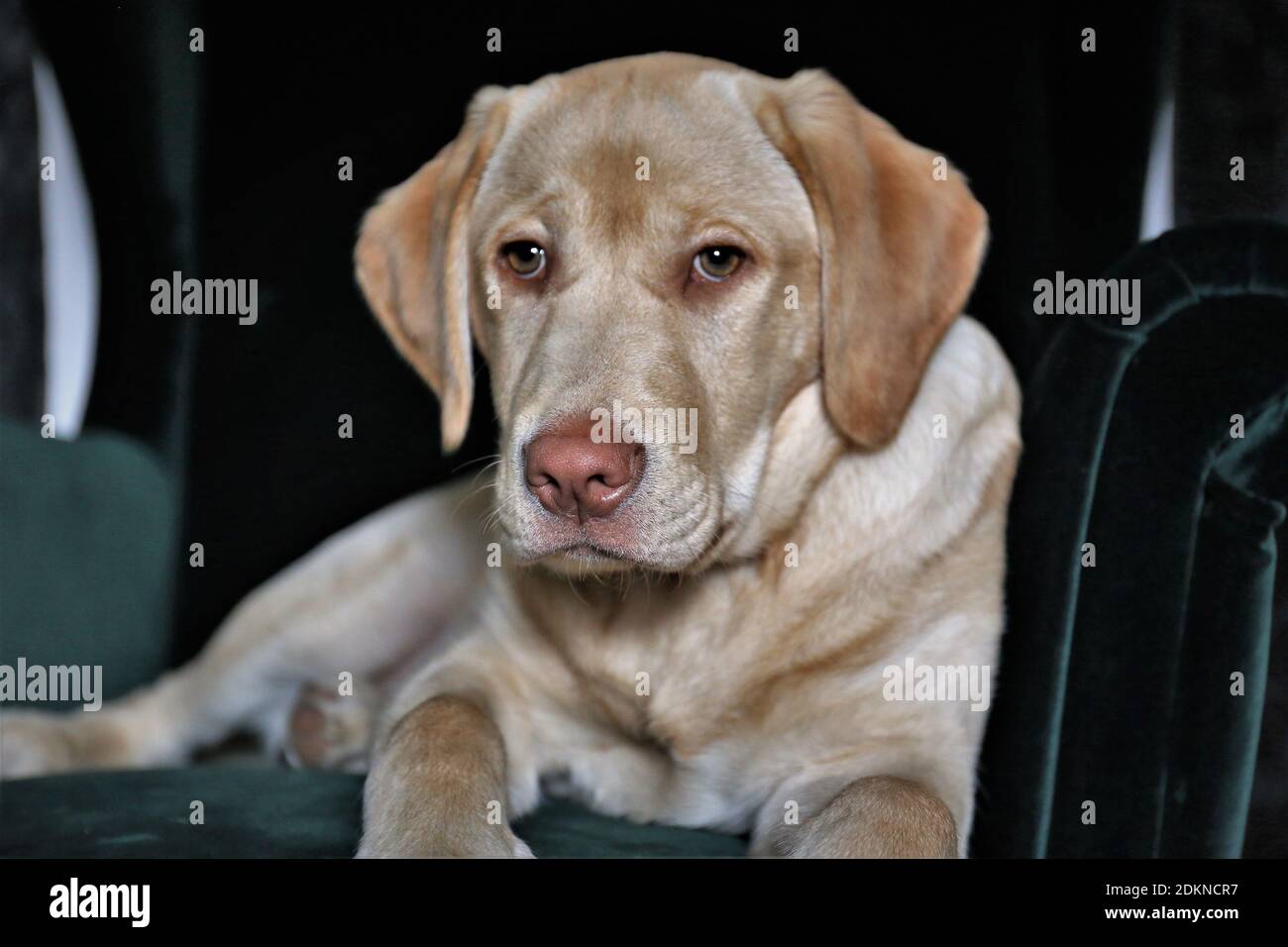 Golden Retriever Welpe Stockfoto