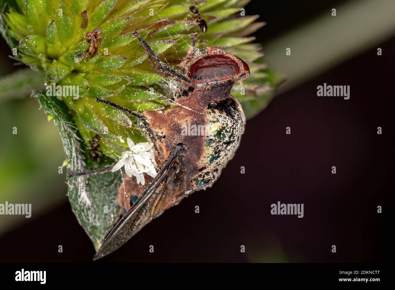 Toter Schlag Fliege der Familie Calliphoridae Stockfoto