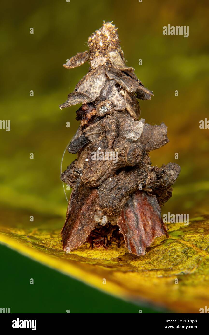 Kleine Bagworm Moth der Familie Psychidae Stockfoto