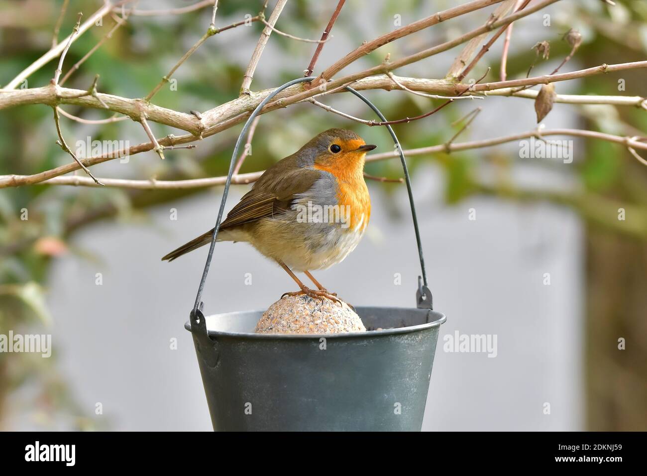 Europäischer Rotkehlchen (Erithacus rubecula) Auf einem Topf mit Vogelfutter im Garten Im Herbst Stockfoto