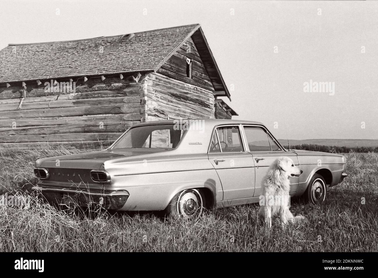 Vintage Schwalbenschwanz Ecke gekerbt Pionier Kabine mit einem 1966 Dodge Dart 4 Tür und ein Kuvasz Hund. Ländliche Alberta Kanada 1976 Stockfoto