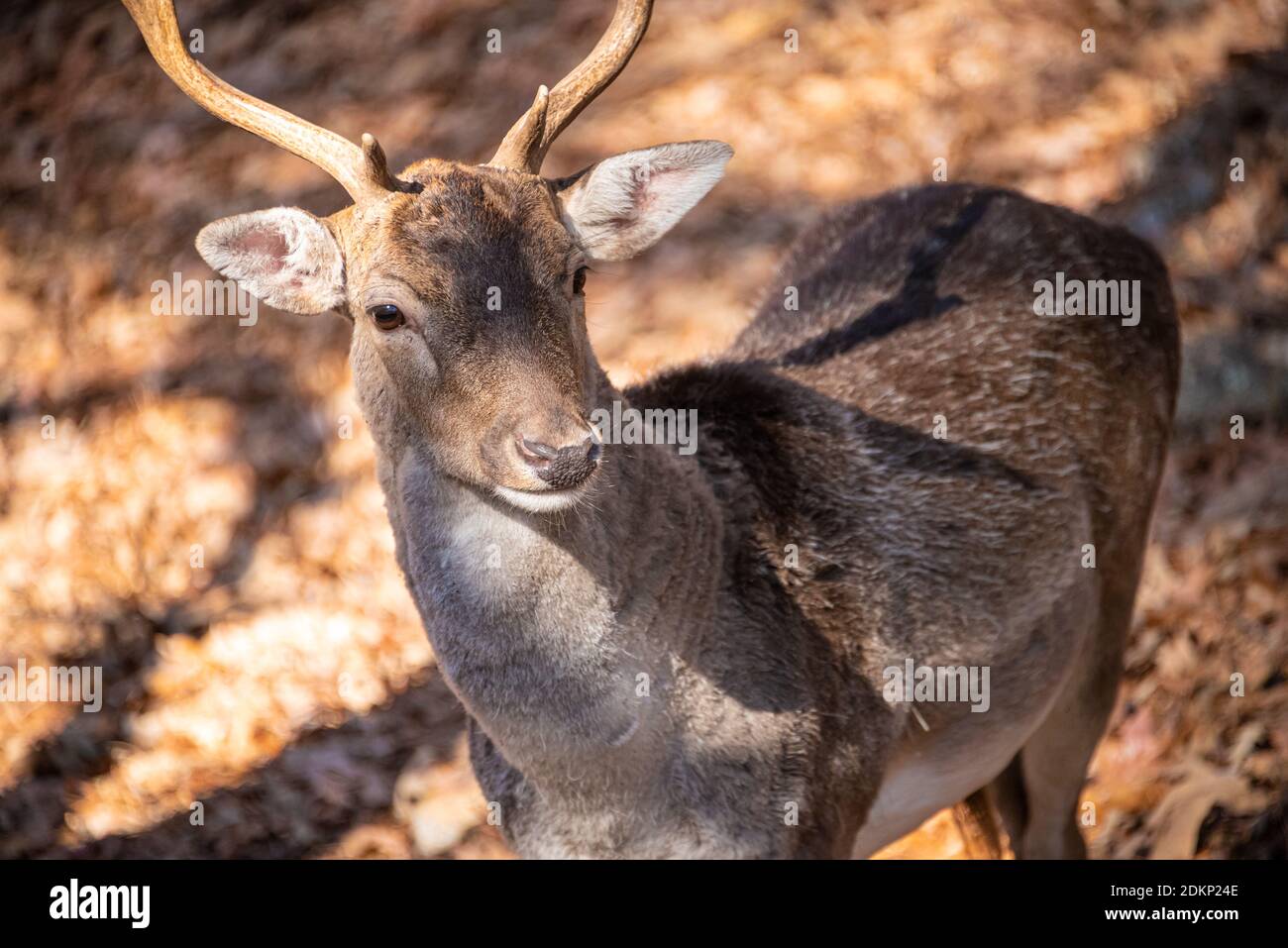 Weißschwanzhirsche (Odocoileus virginianus) im Yellow River Wildlife Sanctuary in Lilburn, Georgia, östlich von Atlanta. (USA) Stockfoto