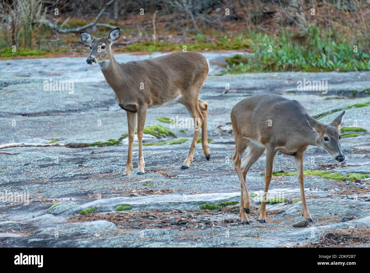 Frei herumziehende Weißschwanzhirsche (Odocoileus virginianus) im Stone Mountain Park in der Nähe von Atlanta, Georgia. USA) Stockfoto